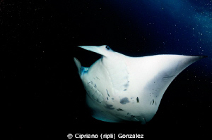 THEY CAME FROM OUT SPACE.
Hanyfaru Bay, the big concentr... by Cipriano (ripli) Gonzalez 